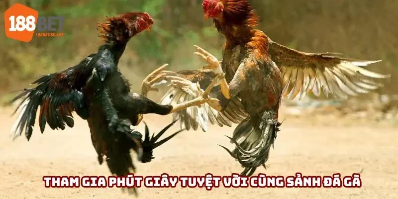 Tham gia phút giây tuyệt vời cùng sảnh đá gà